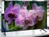 LED Телевизор ELISTA B55UHD4EKC
